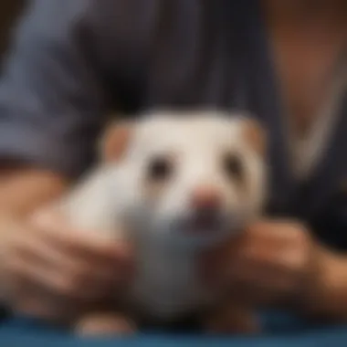 A ferret being gently examined during a health check-up