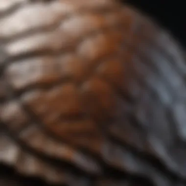 Close-up of Mississippi mud turtle shell