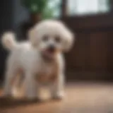 Bichon Poodle engaging in playful training session