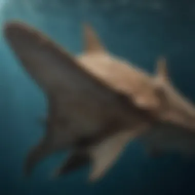 Unique Body Shape of Angel Sharks An illustration depicting the unique body shape of an angel shark.