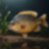 Close-up view of bluegill fish in a natural habitat