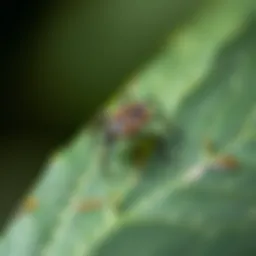 Close-up view of a tick on a leaf