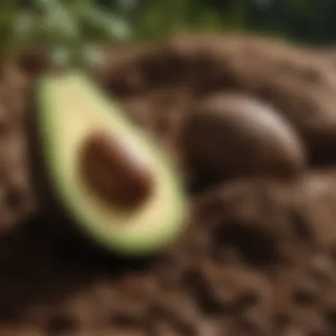 Close-up of nutrient-rich soil ideal for avocados