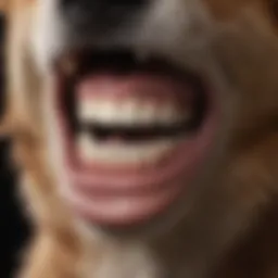 Close-up of a dog's teeth
