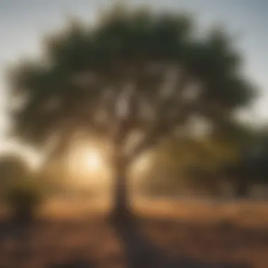 Diverse Full Sun Tree Species in Texas Diverse species of full sun trees thriving in Texas soil