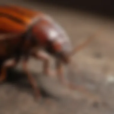 Cockroach Life Cycle Stages