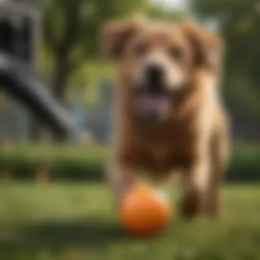 A happy dog retrieving a ball from a fetching machine