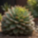 Vibrant blooming succulents in a sunny garden