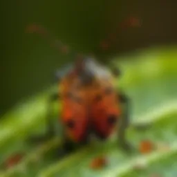Effective Measures Against Stink Bugs Introduction
