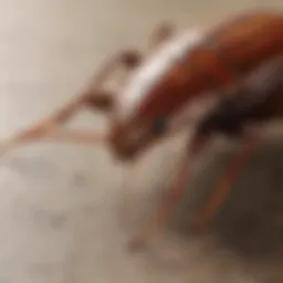 Close-up view of a cockroach on a surface