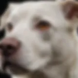 Close-up view of tear stains on a white dog's face