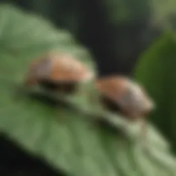 A close-up view of stink bugs on a leaf