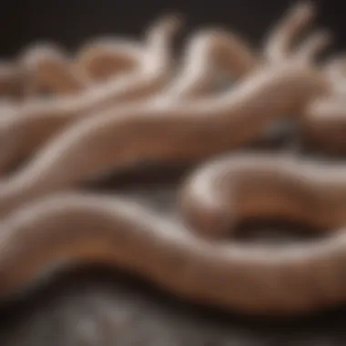 Understanding the Lifecycle of Tapeworms Illustration of tapeworm lifecycle stages