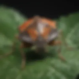 Close-up of stink bug on a leaf