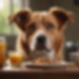 A healthy dog enjoying a balanced meal