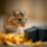 Electric Mouse Trap Review: An In-Depth Exploration Introduction