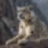 A solitary snow leopard perched on a rocky cliff, gazing into the distance.