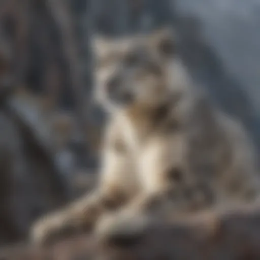 A solitary snow leopard perched on a rocky cliff, gazing into the distance.