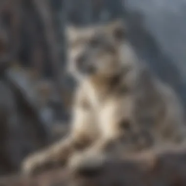 Solitary Snow Leopard in Its Natural Habitat A solitary snow leopard perched on a rocky cliff, gazing into the distance.
