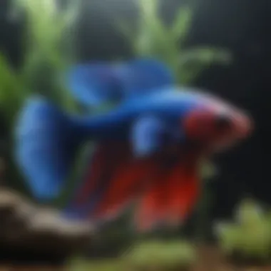 Healthy Betta fish exhibiting vibrant colors and active behavior