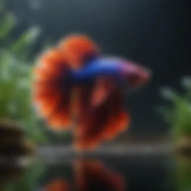 Vibrant Betta fish swimming in a well-maintained aquarium