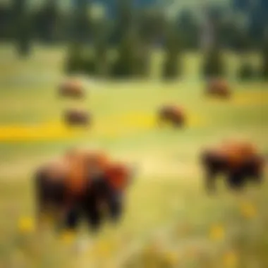 Bison in the Vibrant Meadows of Yellowstone A lively scene of bison roaming freely in Yellowstone's lush meadows