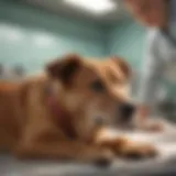 A dog receiving a pre-operative examination at a veterinary clinic.