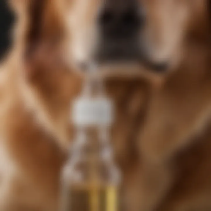 A close-up view of allergy ear drops for dogs, showcasing the bottle and dropper.