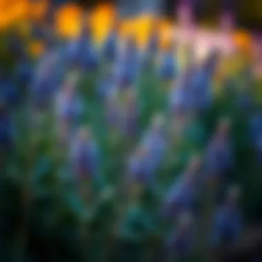 Notable Exploring Beautiful Perennial Plants Notable Exploring Beautiful Perennial Plants