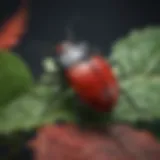 Vibrant black and red flying beetle resting on a leaf