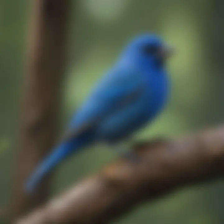 Indigo Bunting singing on a tree