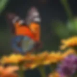 Colorful butterfly perched on a vibrant flower