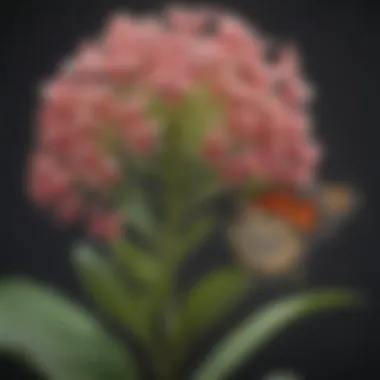 Close-up of milkweed, a key butterfly plant