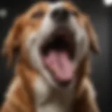 A close-up of a dog yawning, showcasing its open mouth and relaxed demeanor.