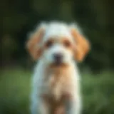Exploring Cockapoo Breeders in Arizona: A Comprehensive Guide Introduction