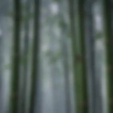 Illustration of the ecological benefits of bamboo in combating climate change