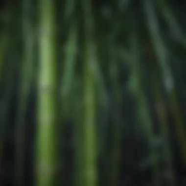 Close-up of cold hardy bamboo leaves showcasing their unique texture and color