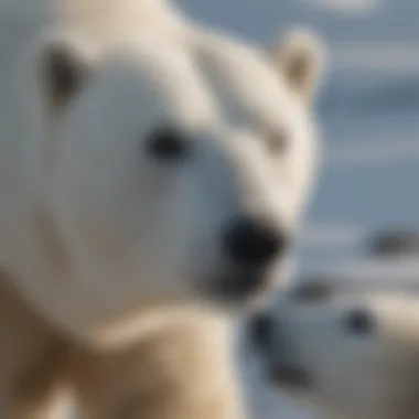 Conservationists working to protect polar bears