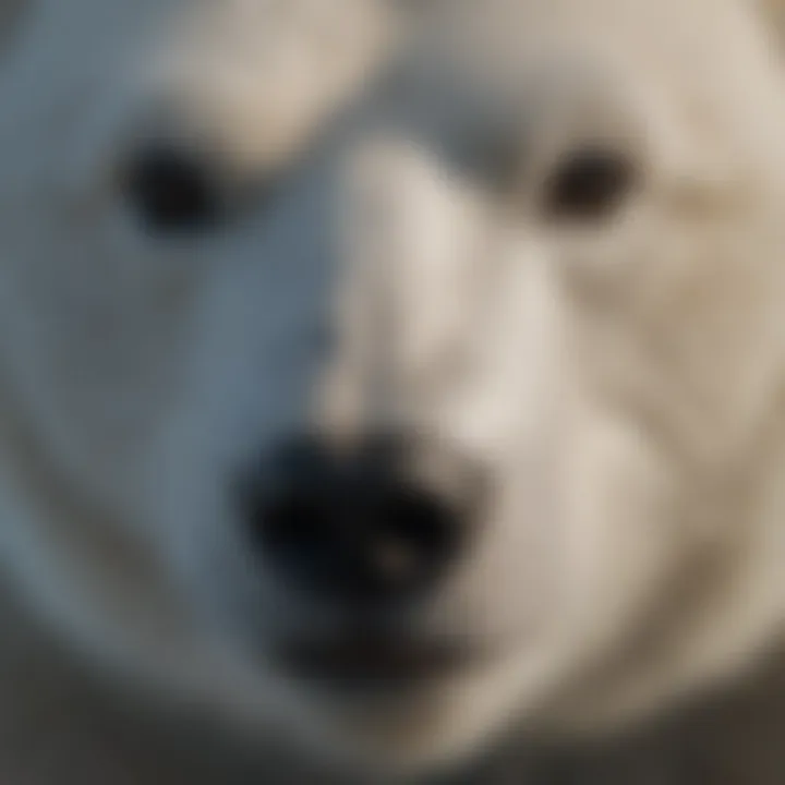 Detailed view of polar bear fur and physical features