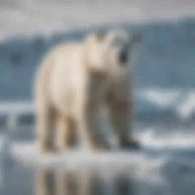 Polar bear on melting ice demonstrating climate change impact