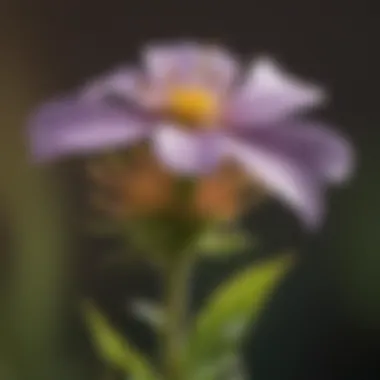 Close-Up of a Delicate Native Wildflower Close-up of a delicate native wildflower species thriving in its natural habitat