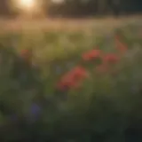 Vibrant display of native wildflowers in a Massachusetts meadow