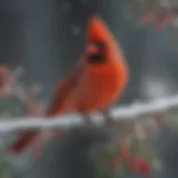 A vibrant Cardinal perched on a branch, showcasing its brilliant red plumage in a snowy landscape.