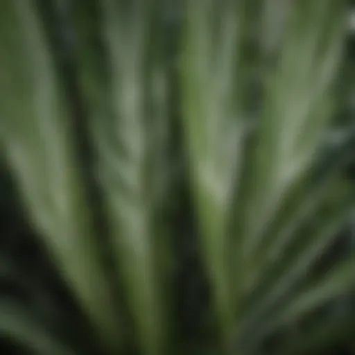 Close-up view of long green leaves with white stripes