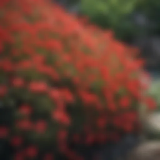 Close-up of red creeping thyme blossoms showcasing vibrant colors.