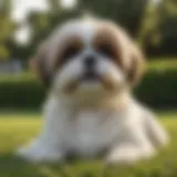 A Maltese Shih Tzu sitting on a grassy lawn