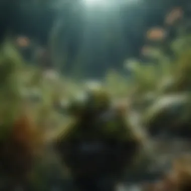 Algae and Snails Underwater An underwater scene showcasing algae-covered surfaces and snails