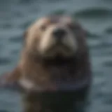 A sea otter floating on its back in the ocean, showcasing its dense fur and playful demeanor