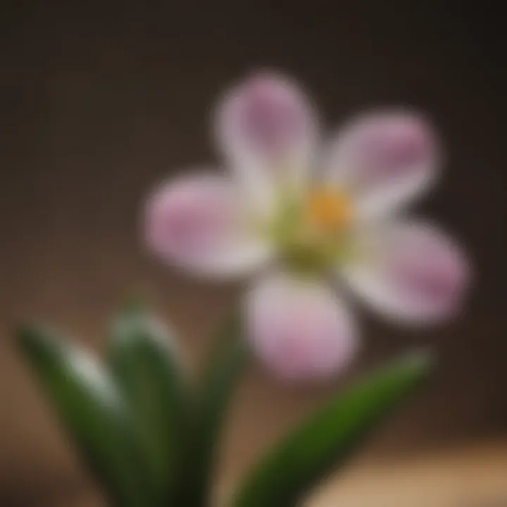 Close-up of a delicate bulb flower thriving in low light