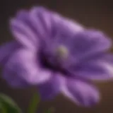 Close-up view of small five petal purple flower showcasing its unique features